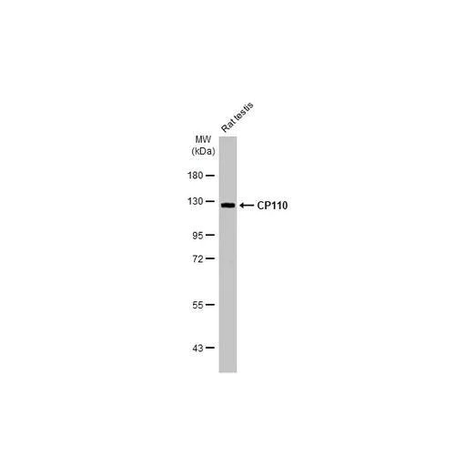 Western blot - Anti-CP110 antibody [HL2312] (AB317196)