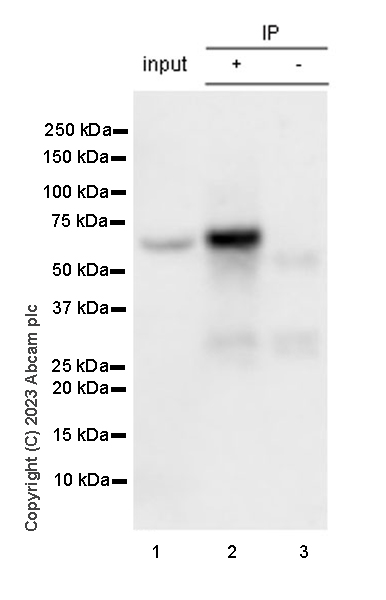 Immunoprecipitation - Anti-CP2c antibody [14/LSF] - BSA and Azide free (AB308612), expandable thumbnail
