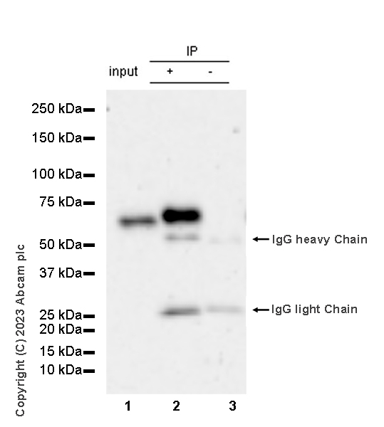 Immunoprecipitation - Anti-CP2c antibody [14/LSF] - BSA and Azide free (AB308612), expandable thumbnail