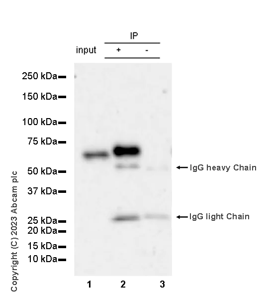 Immunoprecipitation - Anti-CP2c antibody [14/LSF] - BSA and Azide free (AB308612)