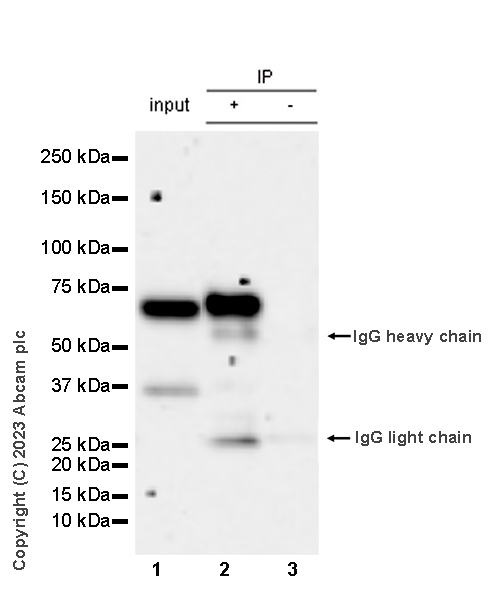 Immunoprecipitation - Anti-CP2c antibody [14/LSF] - BSA and Azide free (AB308612), expandable thumbnail