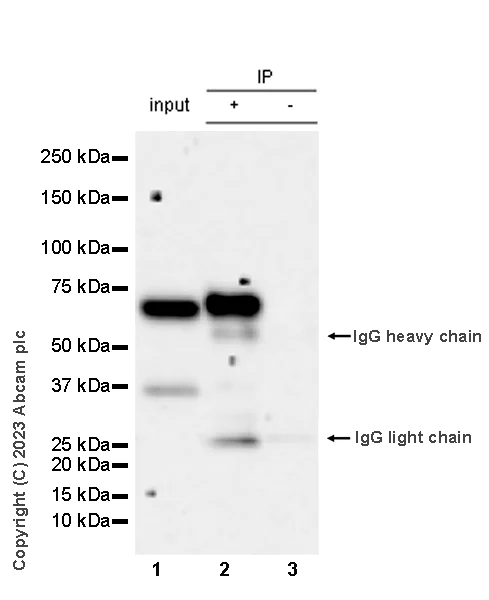 Immunoprecipitation - Anti-CP2c antibody [14/LSF] - BSA and Azide free (AB308612)