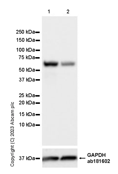 Western blot - Anti-CP2c antibody [14/LSF] - BSA and Azide free (ab308612), expandable thumbnail