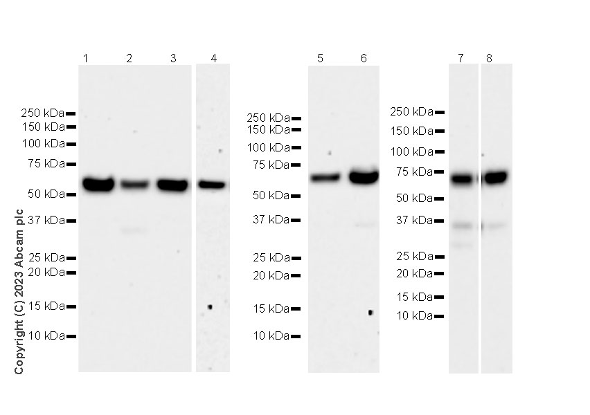 Western blot - Anti-CP2c antibody [14/LSF] - BSA and Azide free (AB308612), expandable thumbnail