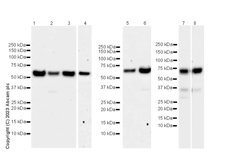 Western blot - Anti-CP2c antibody [14/LSF] - BSA and Azide free (AB308612)