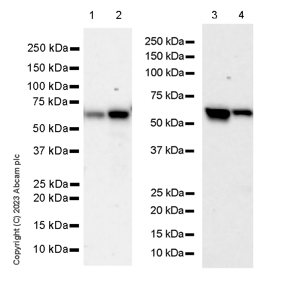 Western blot - Anti-CP2c antibody [14/LSF] - BSA and Azide free (AB308612), expandable thumbnail