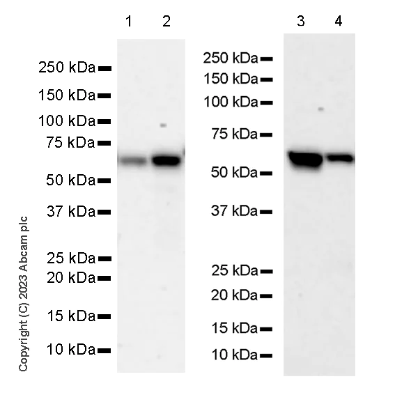 Western blot - Anti-CP2c antibody [14/LSF] - BSA and Azide free (AB308612)