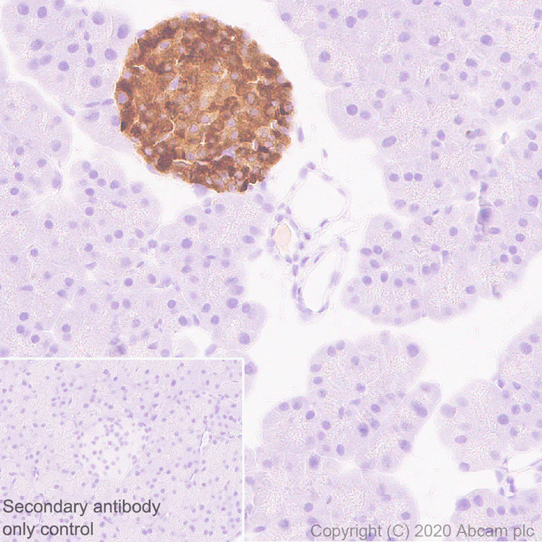 Immunohistochemistry (Formalin/PFA-fixed paraffin-embedded sections) - Anti-CPE antibody [EPR23306-21] - BSA and Azide free (AB275891)
