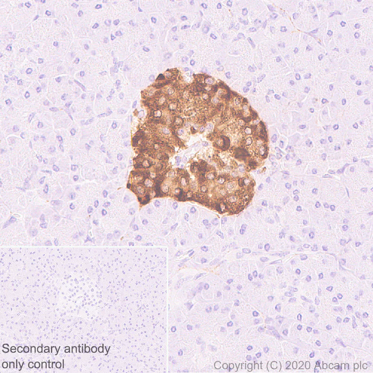 Immunohistochemistry (Formalin/PFA-fixed paraffin-embedded sections) - Anti-CPE antibody [EPR23306-21] - BSA and Azide free (AB275891)