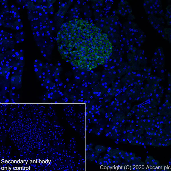 Immunohistochemistry (Frozen sections) - Anti-CPE antibody [EPR23306-21] - BSA and Azide free (AB275891)
