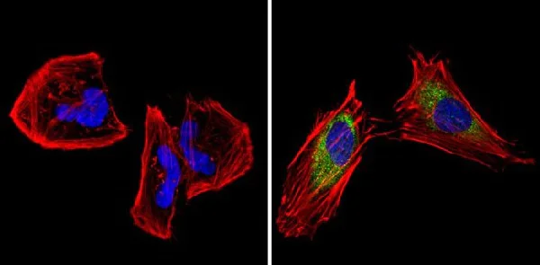 Immunocytochemistry/ Immunofluorescence - Anti-CPEB1 antibody (AB3465)