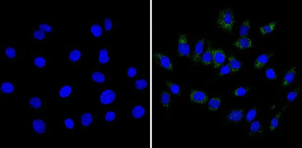 Immunocytochemistry/ Immunofluorescence - Anti-CPEB1 antibody (AB3465)