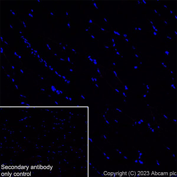 Immunohistochemistry (Frozen sections) - Anti-CPEB4 antibody [EPR27416-141] (ab315332), expandable thumbnail