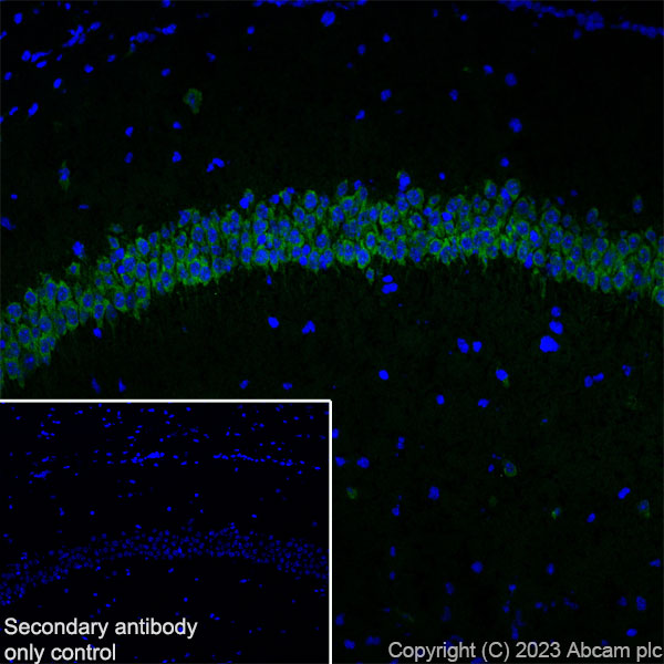 Immunohistochemistry (Frozen sections) - Anti-CPEB4 antibody [EPR27416-141] (ab315332), expandable thumbnail