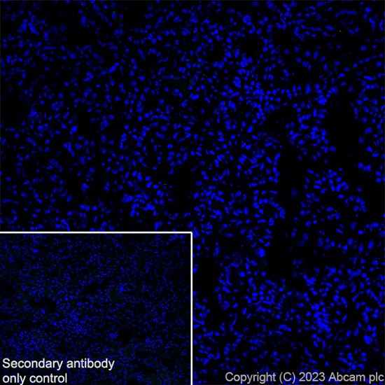 Immunohistochemistry (Frozen sections) - Anti-CPEB4 antibody [EPR27416-141] (AB315332), expandable thumbnail