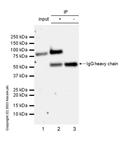 Immunoprecipitation - Anti-CPEB4 antibody [EPR27416-141] (AB315332), expandable thumbnail