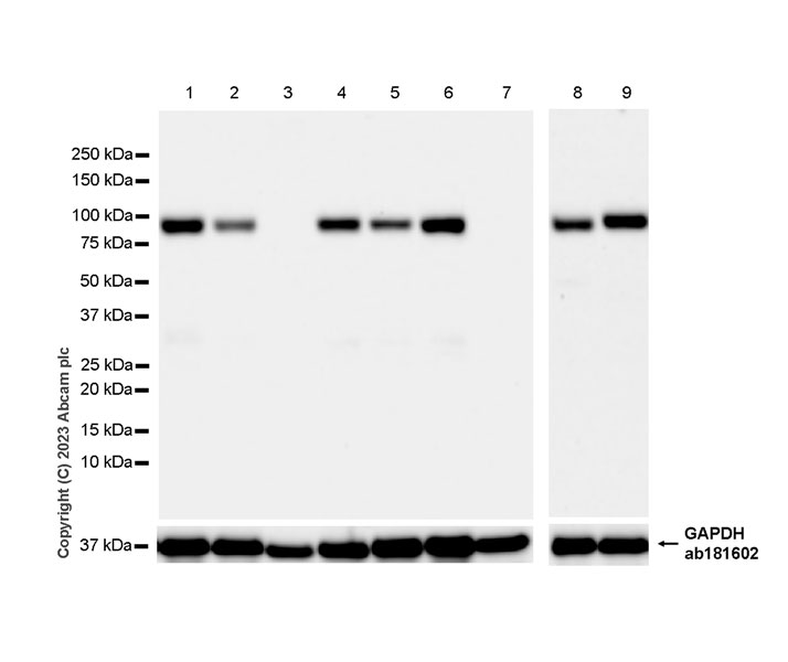 Western blot - Anti-CPEB4 antibody [EPR27416-141] (ab315332), expandable thumbnail