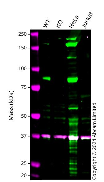 Western blot - Anti-CPEB4 antibody [EPR27416-141] (AB315332), expandable thumbnail