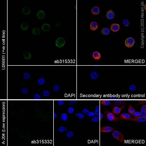 Immunocytochemistry/ Immunofluorescence - Anti-CPEB4 antibody [EPR27416-141] - BSA and Azide free (AB315333)