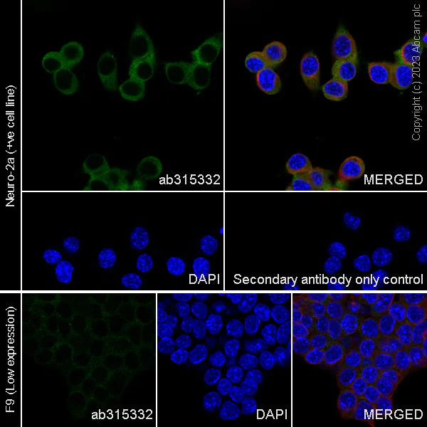 Immunocytochemistry/ Immunofluorescence - Anti-CPEB4 antibody [EPR27416-141] - BSA and Azide free (AB315333)