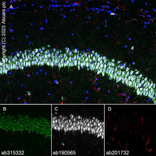 Immunohistochemistry (Frozen sections) - Anti-CPEB4 antibody [EPR27416-141] - BSA and Azide free (AB315333)