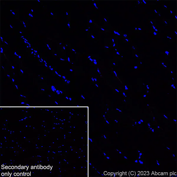 Immunohistochemistry (Frozen sections) - Anti-CPEB4 antibody [EPR27416-141] - BSA and Azide free (AB315333)