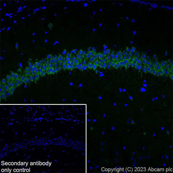Immunohistochemistry (Frozen sections) - Anti-CPEB4 antibody [EPR27416-141] - BSA and Azide free (AB315333)