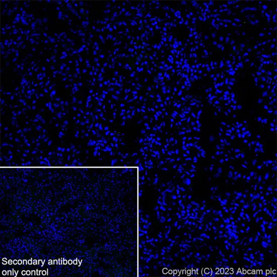 Immunohistochemistry (Frozen sections) - Anti-CPEB4 antibody [EPR27416-141] - BSA and Azide free (AB315333)
