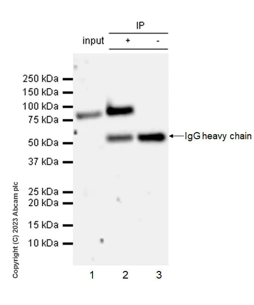 Immunoprecipitation - Anti-CPEB4 antibody [EPR27416-141] - BSA and Azide free (AB315333)