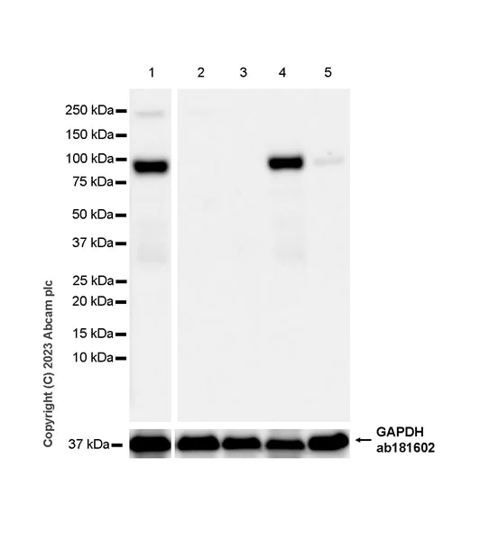 Western blot - Anti-CPEB4 antibody [EPR27416-141] - BSA and Azide free (AB315333)