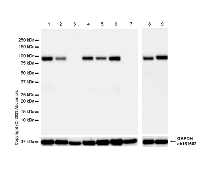 Western blot - Anti-CPEB4 antibody [EPR27416-141] - BSA and Azide free (AB315333)