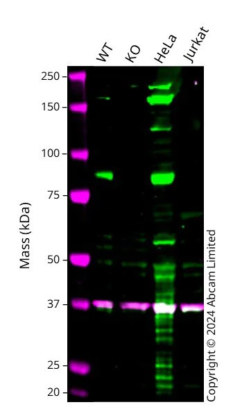 Western blot - Anti-CPEB4 antibody [EPR27416-141] - BSA and Azide free (AB315333)