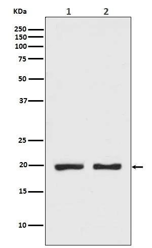 Western blot - Anti-CPI-17 antibody [SR1255] (AB326683)