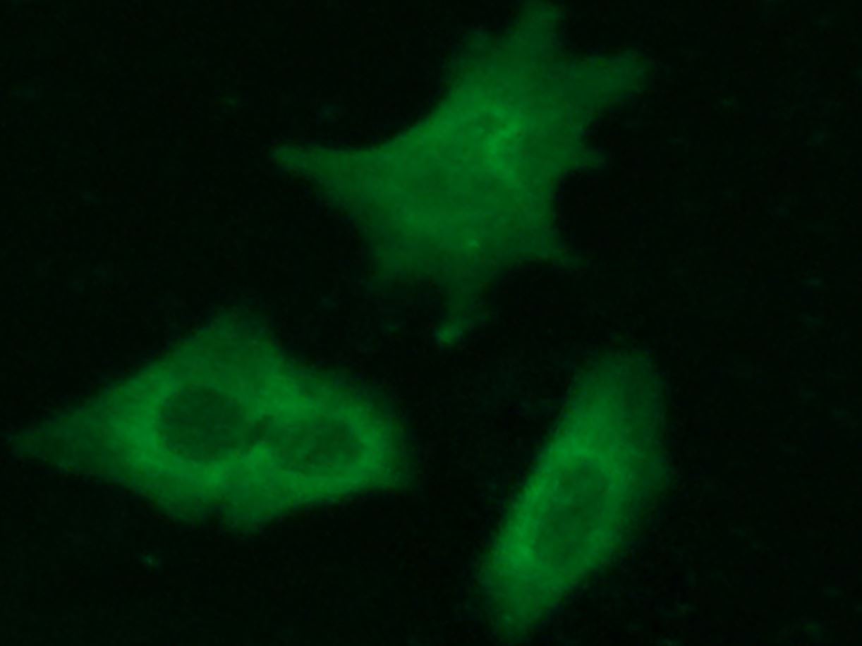 Immunocytochemistry - Anti-CPLX2 antibody [021] - BSA and Azide free (AB276059), expandable thumbnail