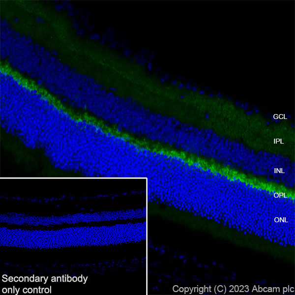 Immunohistochemistry (Frozen sections) - Anti-CPLX3 antibody [EPR28433-43] - BSA and Azide free (ab308464), expandable thumbnail
