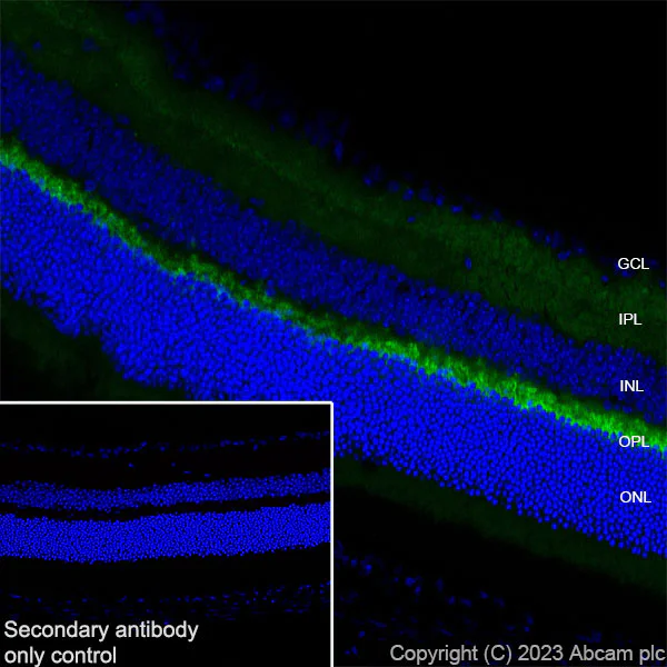 Immunohistochemistry (Frozen sections) - Anti-CPLX3 antibody [EPR28433-43] - BSA and Azide free (AB308464)