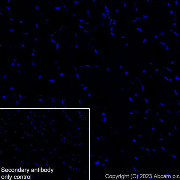 Immunohistochemistry (Frozen sections) - Anti-CPLX3 antibody [EPR28433-43] - BSA and Azide free (ab308464), expandable thumbnail