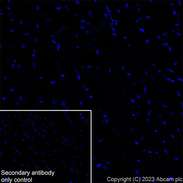 Immunohistochemistry (Frozen sections) - Anti-CPLX3 antibody [EPR28433-43] - BSA and Azide free (AB308464)