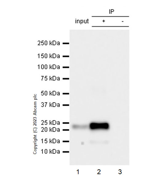 Immunoprecipitation - Anti-CPLX3 antibody [EPR28433-43] - BSA and Azide free (ab308464), expandable thumbnail
