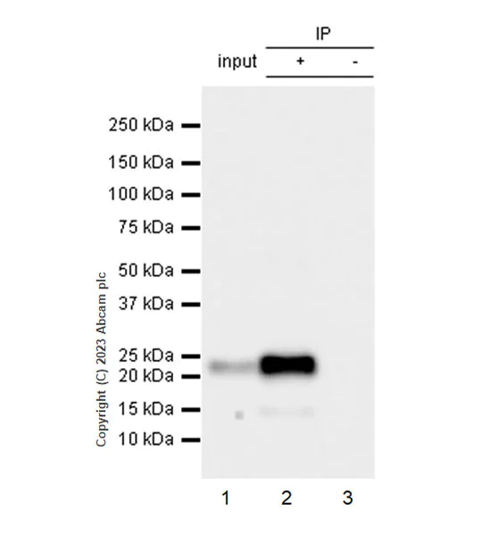Immunoprecipitation - Anti-CPLX3 antibody [EPR28433-43] - BSA and Azide free (AB308464)