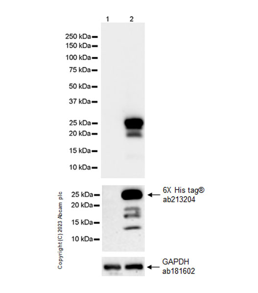 Western blot - Anti-CPLX3 antibody [EPR28433-43] - BSA and Azide free (ab308464), expandable thumbnail