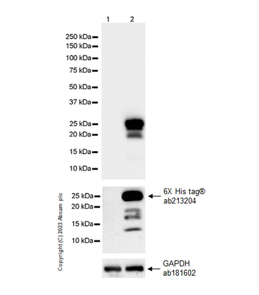 Western blot - Anti-CPLX3 antibody [EPR28433-43] - BSA and Azide free (AB308464)
