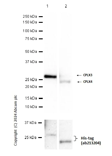 Western blot - Anti-CPLX3 antibody [EPR28433-43] - BSA and Azide free (AB308464)
