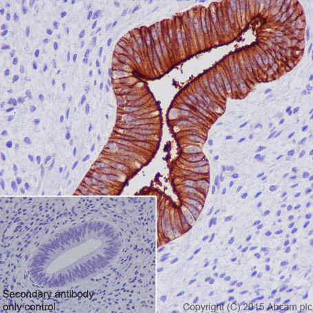 Immunohistochemistry (Formalin/PFA-fixed paraffin-embedded sections) - Anti-CPM antibody [EPR8052] - BSA and Azide free (AB248972)