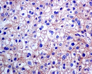 Immunohistochemistry (Formalin/PFA-fixed paraffin-embedded sections) - Anti-CPM antibody [EPR8052] - BSA and Azide free (AB248972)