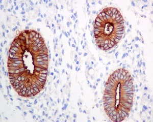 Immunohistochemistry (Formalin/PFA-fixed paraffin-embedded sections) - Anti-CPM antibody [EPR8052] - BSA and Azide free (AB248972)