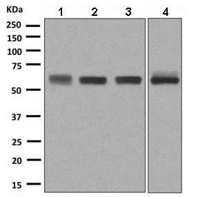 Western blot - Anti-CPM antibody [EPR8052] - BSA and Azide free (AB248972)