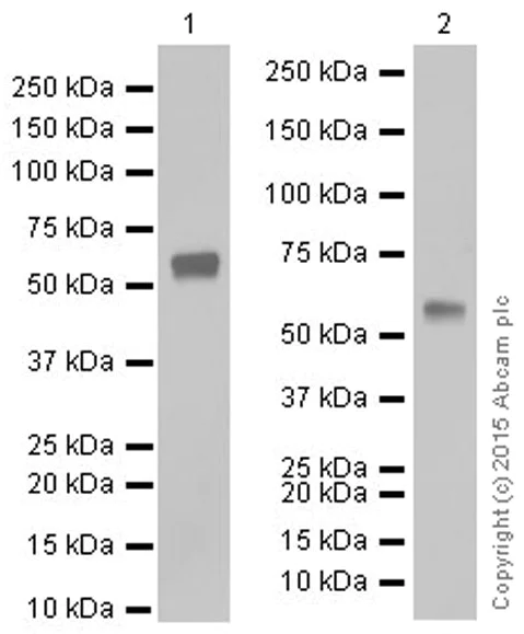 Western blot - Anti-CPM antibody [EPR8052] - BSA and Azide free (AB248972)
