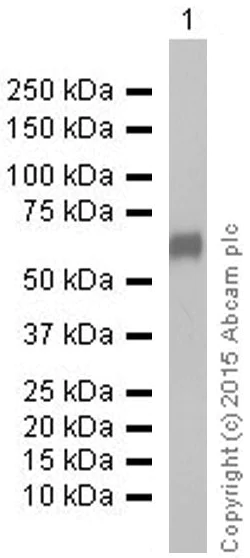 Western blot - Anti-CPM antibody [EPR8052] - BSA and Azide free (AB248972)