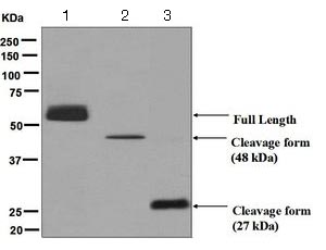 Western blot - Anti-CPN1 antibody [EPR6229] - BSA and Azide free (AB248031)